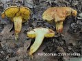 Xerocomus chrysonemus-amf2166